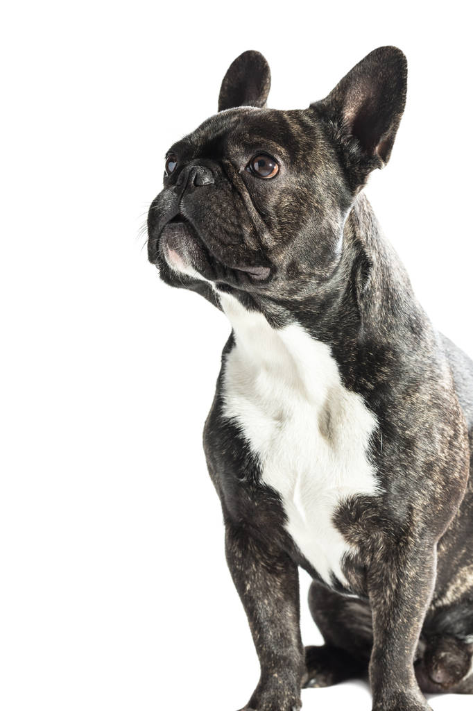 Franse bulldog hond  - Foto, afbeelding