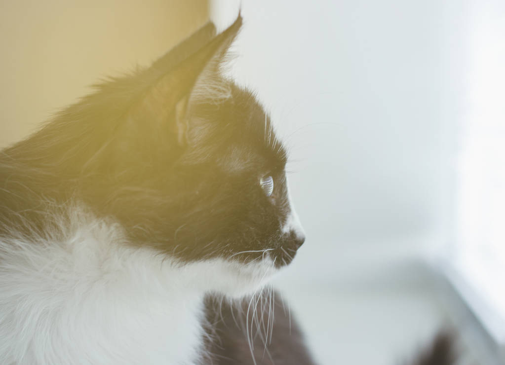 Kaunis ystävällinen kotimainen söpö kissa
 - Valokuva, kuva