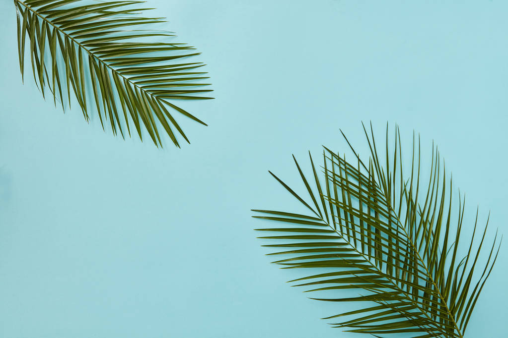 grüne Palmblätter - Foto, Bild