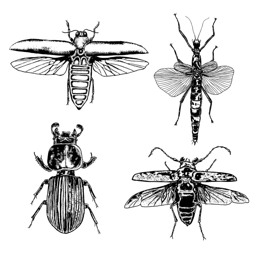 昆虫のスケッチの大きなセット - ベクター画像
