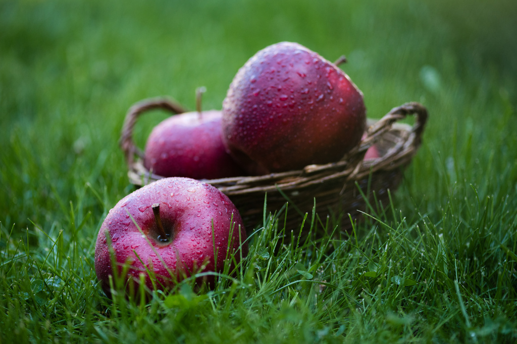 fresh picked red apples - Photo, Image