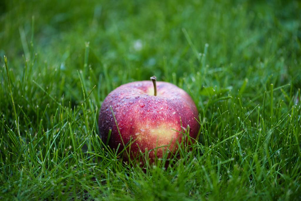 Νωπά ώριμα apple στο γρασίδι  - Φωτογραφία, εικόνα