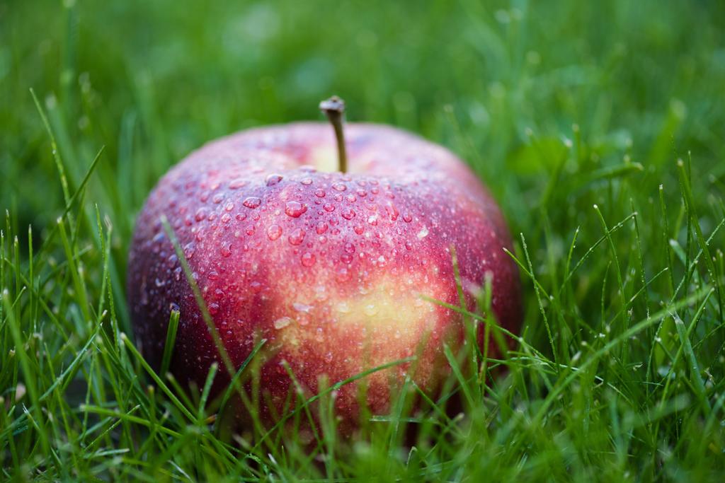 frischer reifer Apfel im Gras  - Foto, Bild