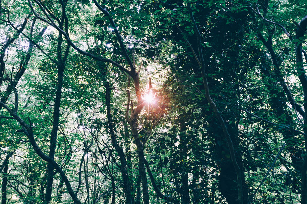 Słońce świeci się przez gęstwinę lasu - Zdjęcie, obraz