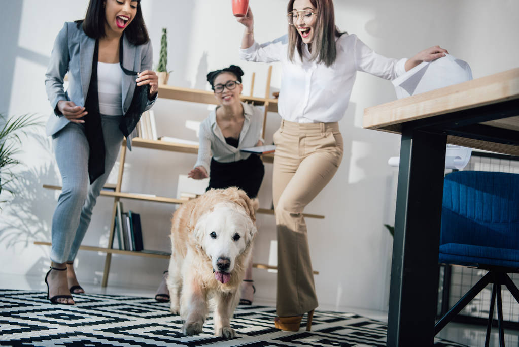 Empresarias con perro en oficina
  - Foto, Imagen