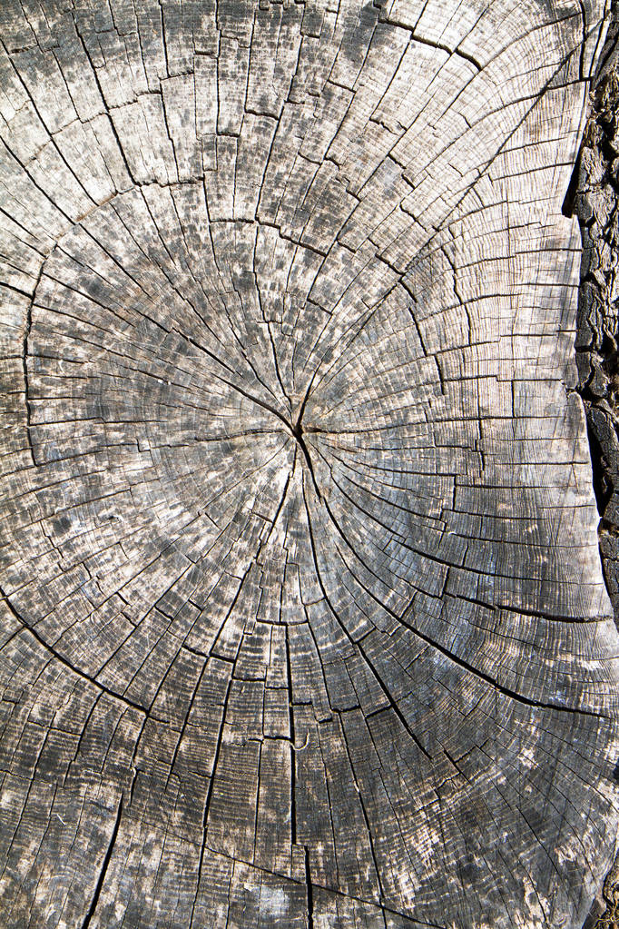 Un tronco de árbol
 - Foto, imagen