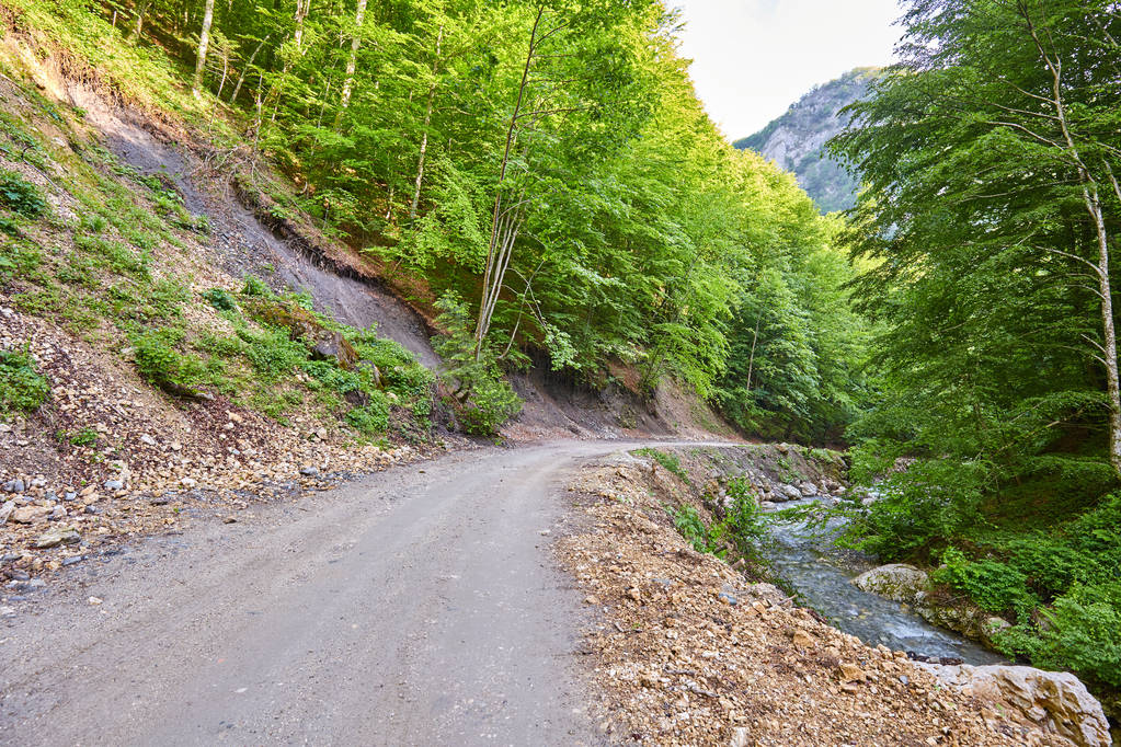 Dirt road through the forest - Photo, Image