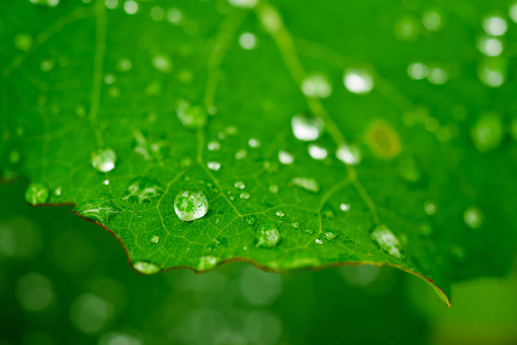 Зеленый лист с росой
 - Фото, изображение