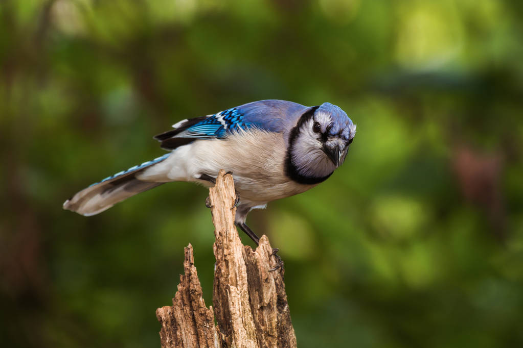 Синій птах Джей (Cyanocitta версія) на пень - Фото, зображення