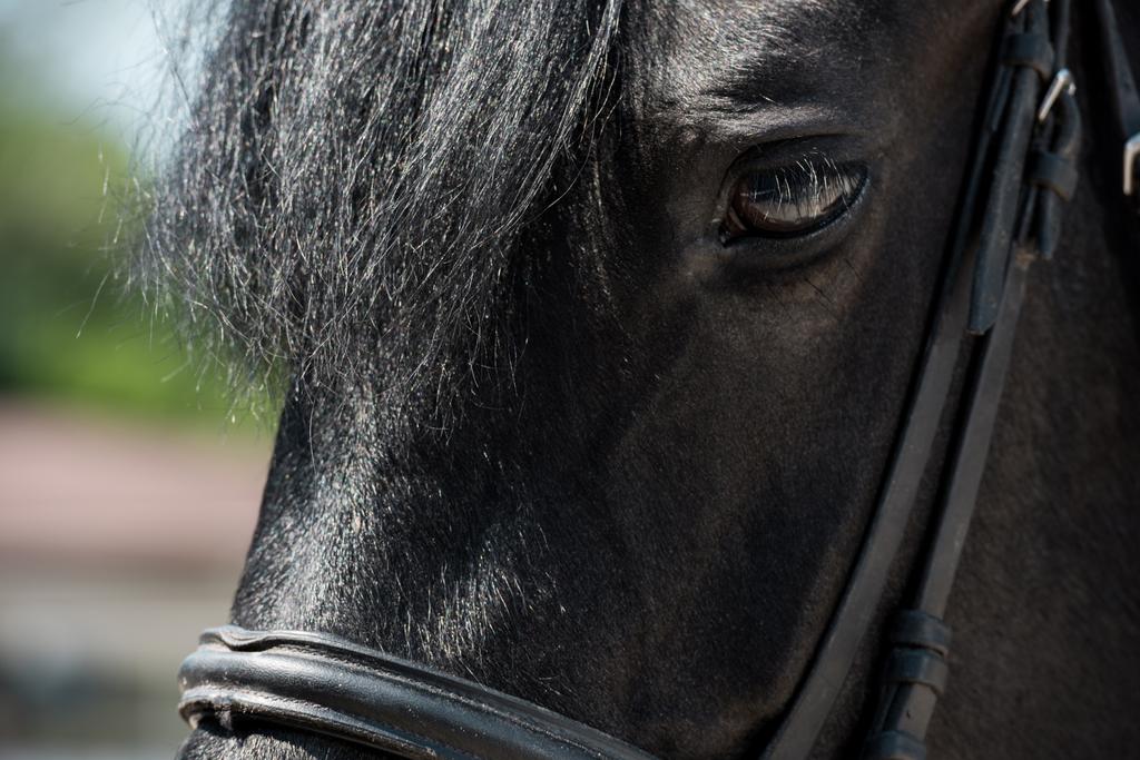 красивая чистокровная лошадь
  - Фото, изображение