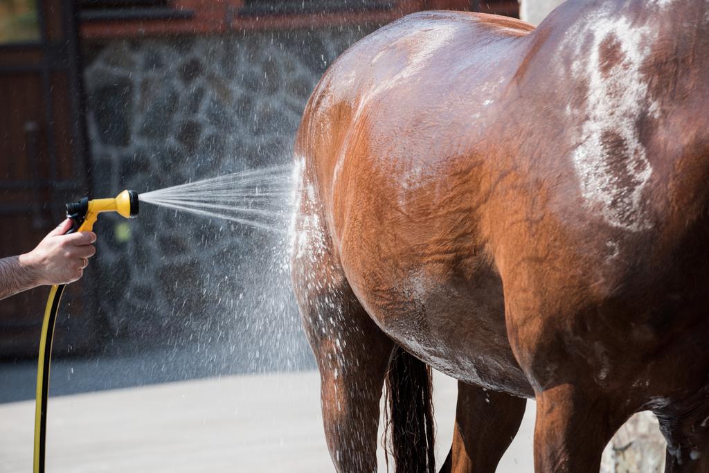 Persona lavando caballo
  - Foto, imagen