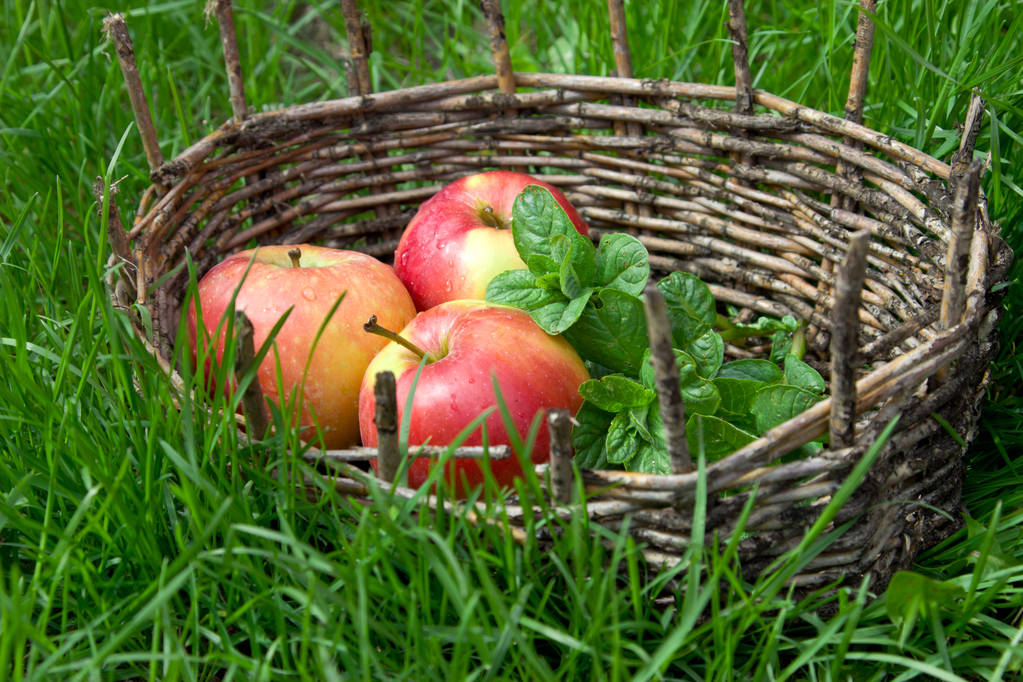 Mokry trzy jabłka i gałązki Melisa w stary koszyk. Zielony - Zdjęcie, obraz