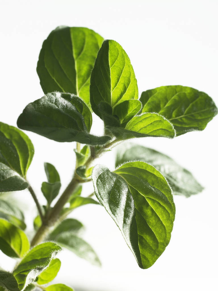 zielone liście na białym tle - Zdjęcie, obraz