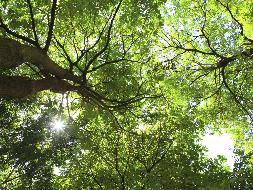 Zelených stromů v hlubokém lese  - Fotografie, Obrázek