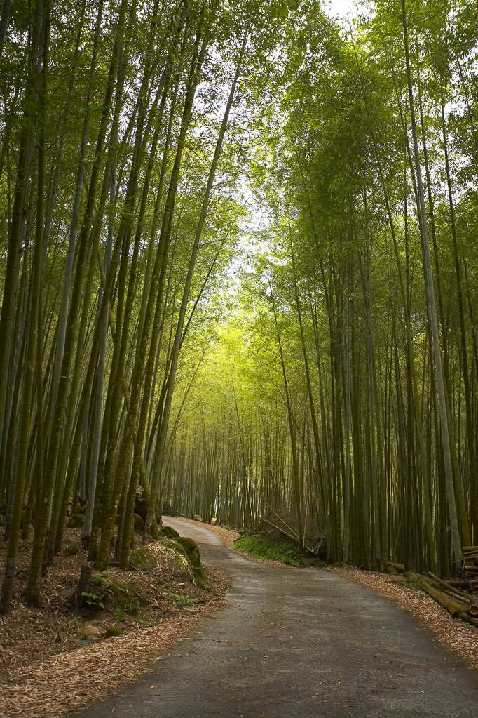 exuberante bosque de bambú verde
 - Foto, imagen