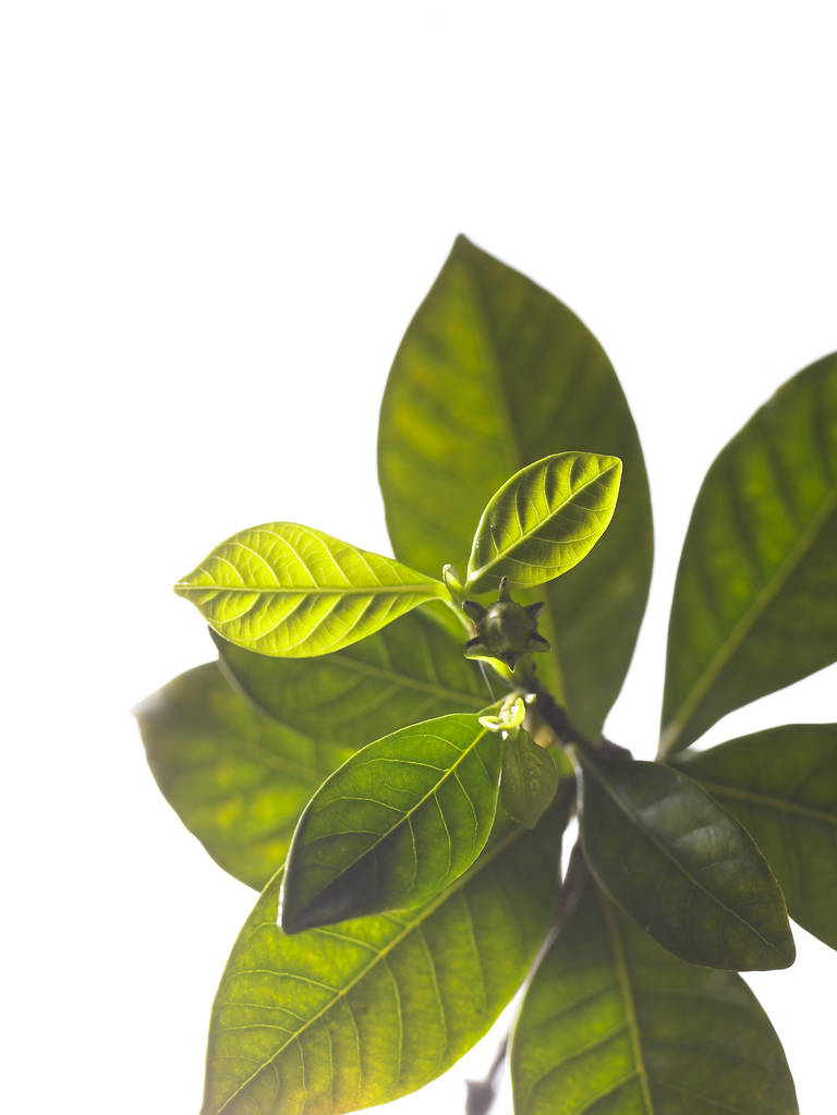 groene bladeren op witte achtergrond - Foto, afbeelding