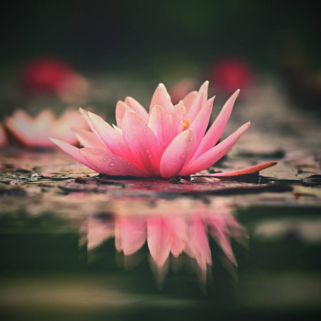 Fiore. Bella ninfee in fiore sulla superficie dell'acqua. Sfondo naturale colorato sfocato. (Ninfea
) - Foto, immagini