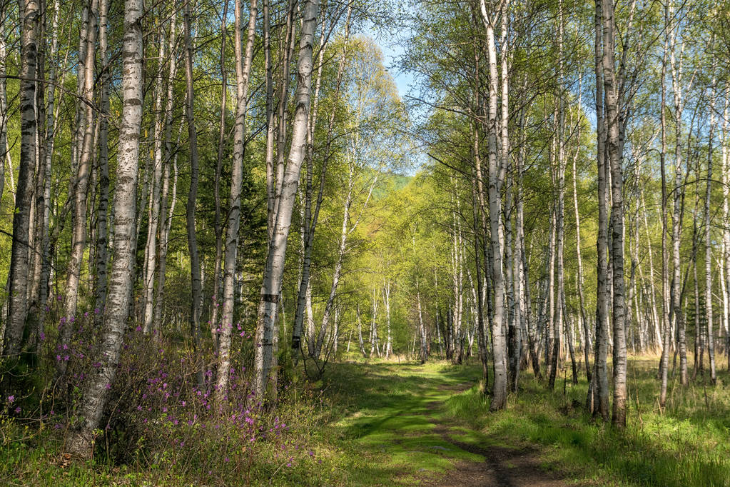 jaro v lese břízy - Fotografie, Obrázek