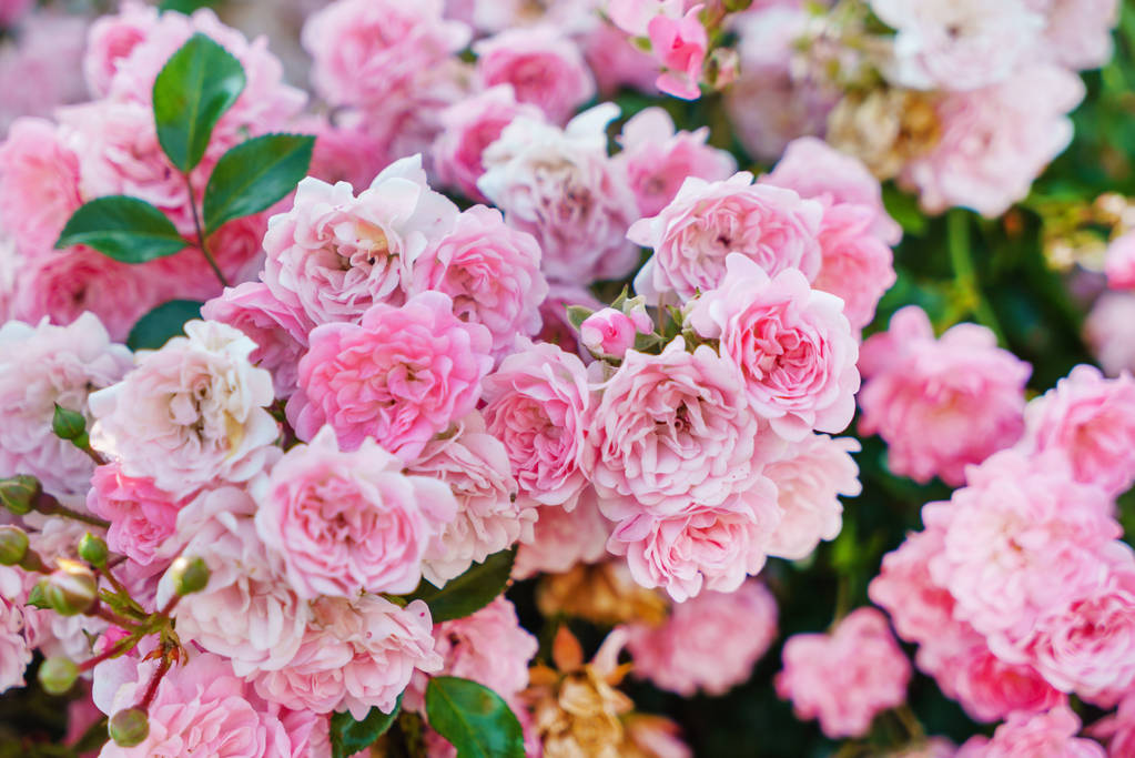Rosas florecientes en el jardín
 - Foto, Imagen