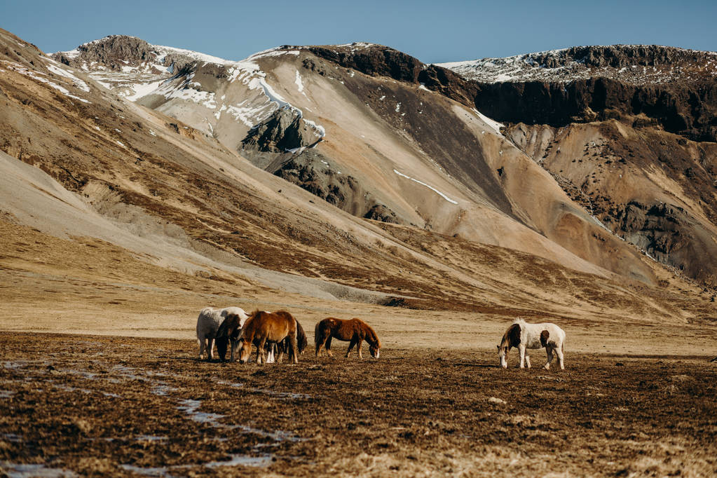 Лошади пасутся на лугу
 - Фото, изображение