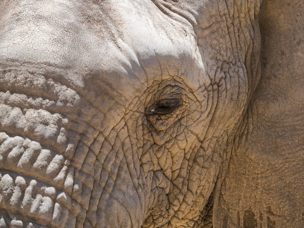 Uhanalainen Afrikkalainen Elephant kävely luonnonsuojelualueella
 - Valokuva, kuva