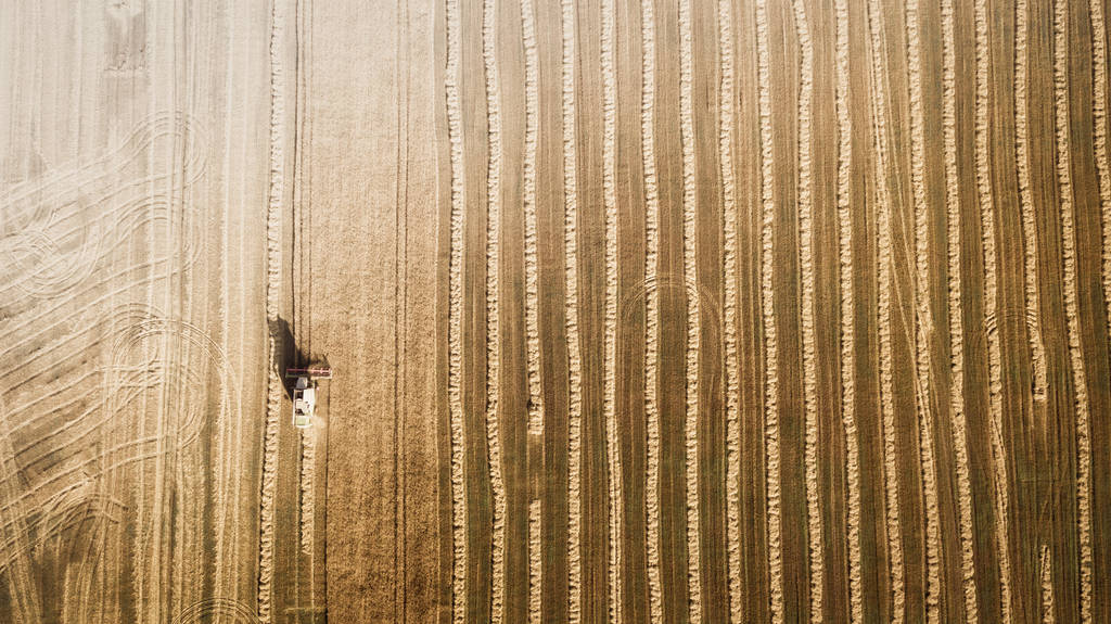 Cosechadora trabajando en el campo y siega trigo. Ucrania. Vista aérea
. - Foto, Imagen