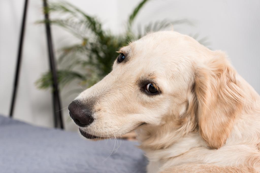 Pies golden retriever - Zdjęcie, obraz