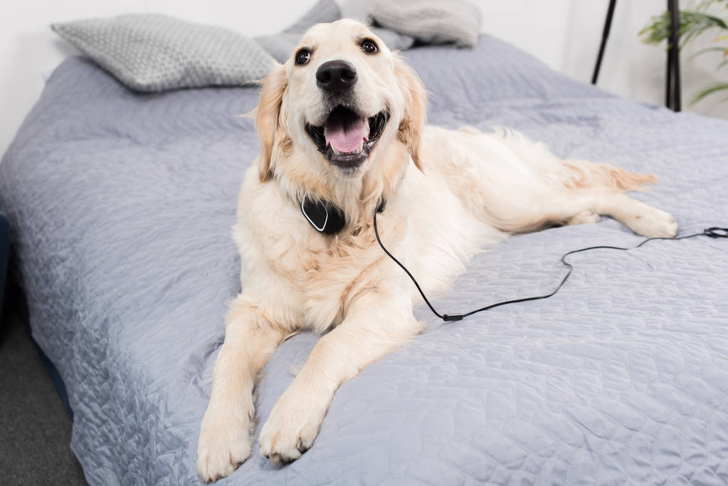 Divertido perro con auriculares
   - Foto, Imagen