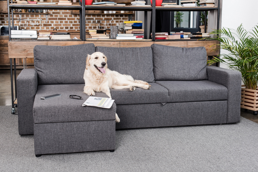 kultainen noutaja koira sohvalla
 - Valokuva, kuva