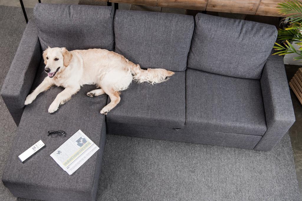 Golden retriever pies na kanapie - Zdjęcie, obraz