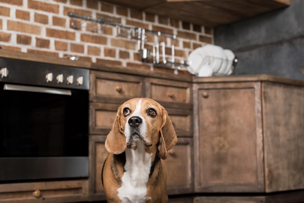 Zabawny pies Beagle - Zdjęcie, obraz