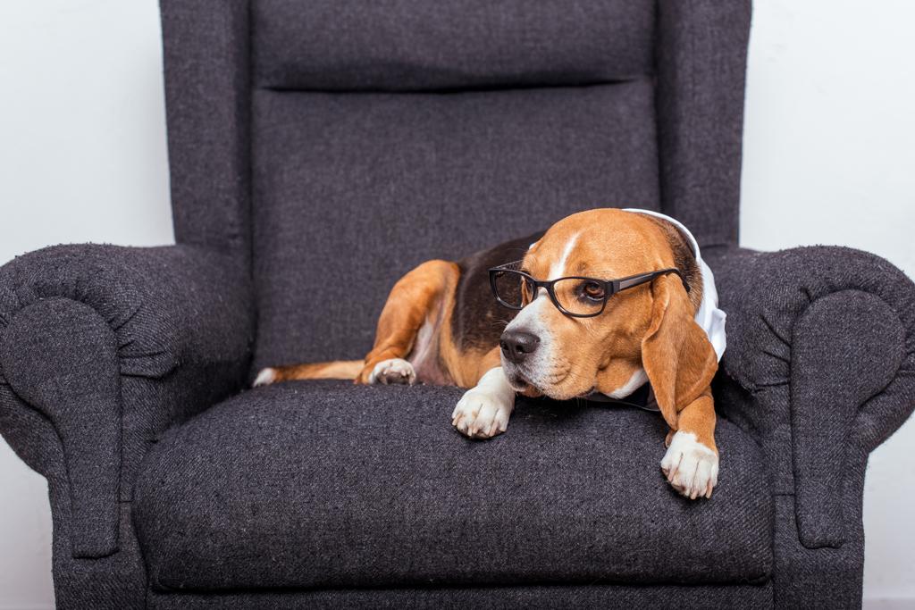 бродячая собака в очках
 - Фото, изображение