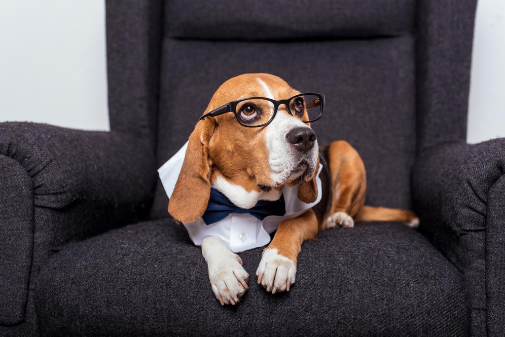 眼鏡のビーグル犬 - 写真・画像