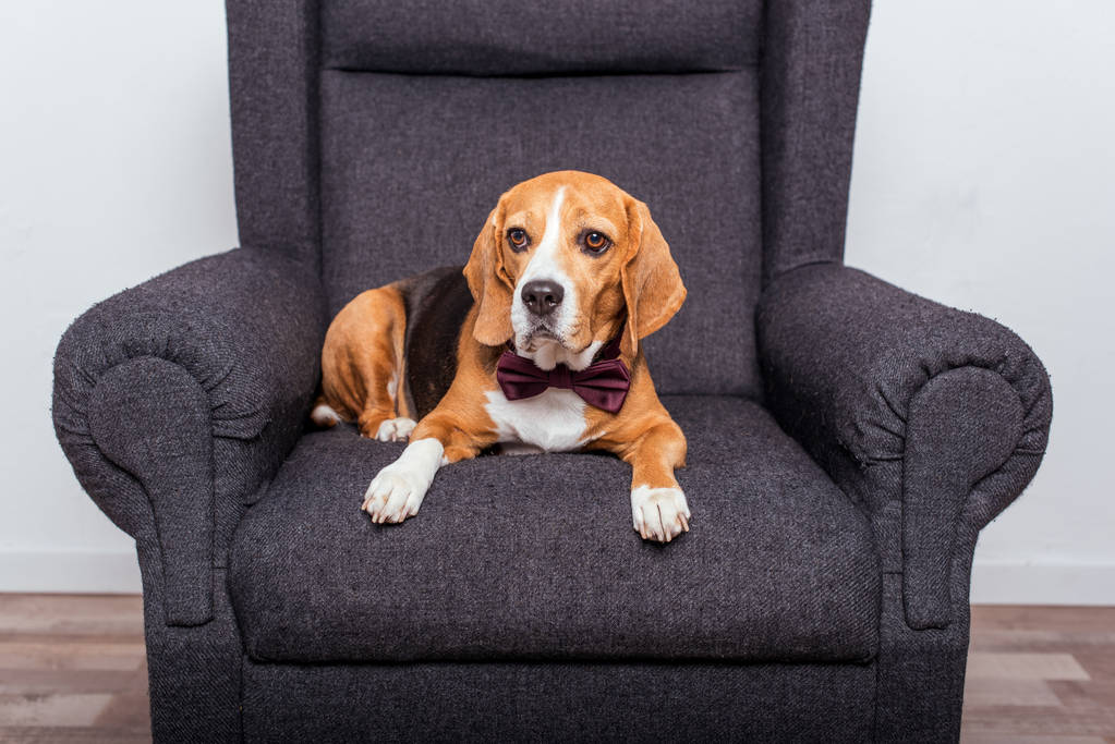 beagle perro en pajarita
 - Foto, Imagen
