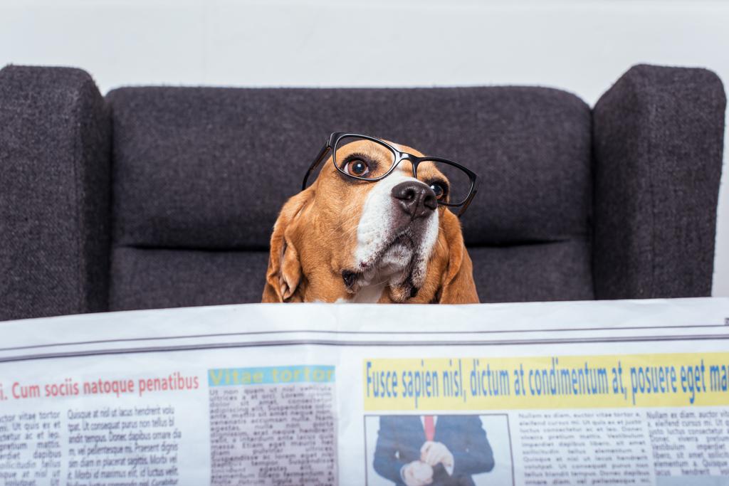 cane beagle con giornale
 - Foto, immagini