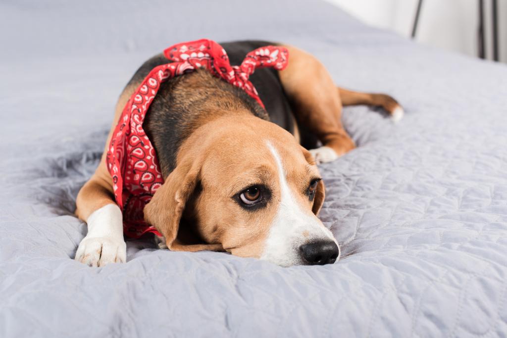 sad beagle dog - Photo, Image