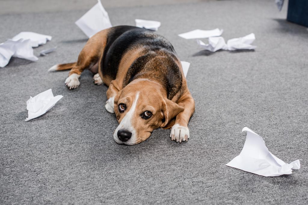 cane con carta strappata
 - Foto, immagini