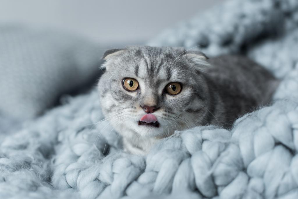 kat op wollen deken - Foto, afbeelding