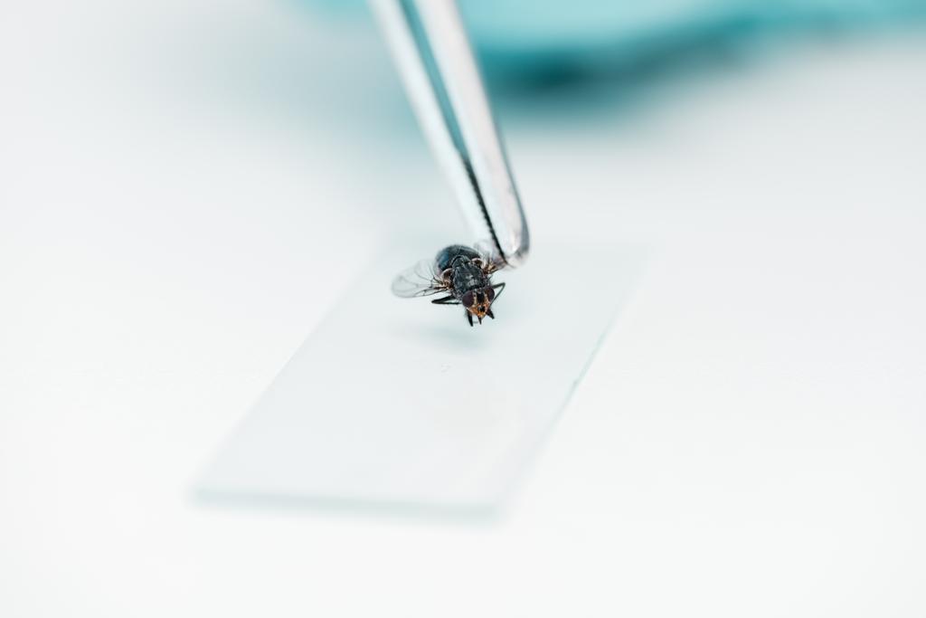 Experiência com mosca em laboratório
 - Foto, Imagem