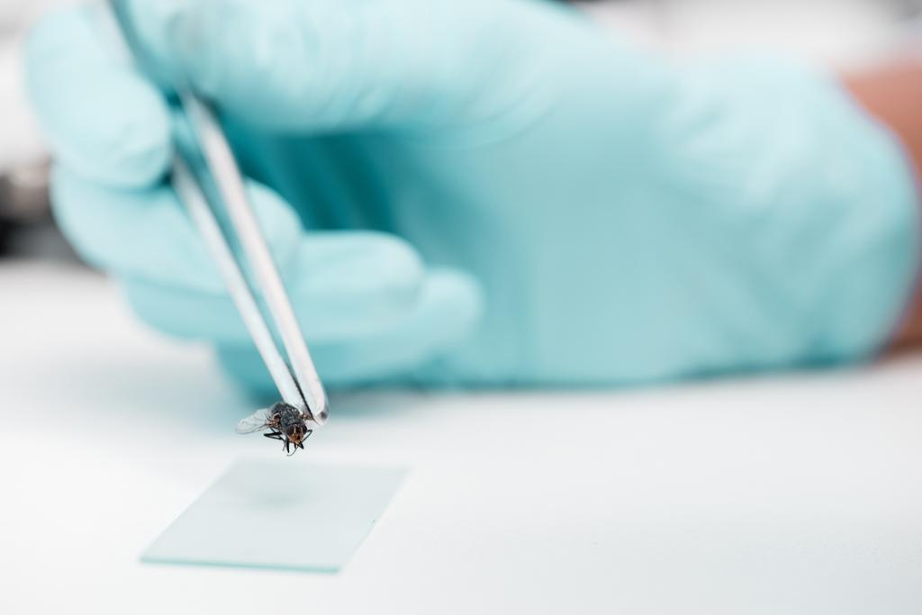 Эксперимент с мухами в лаборатории
 - Фото, изображение