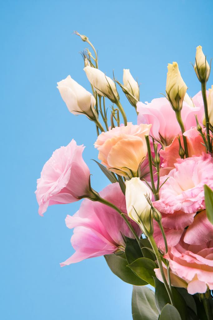 krásné růžové květy - Fotografie, Obrázek
