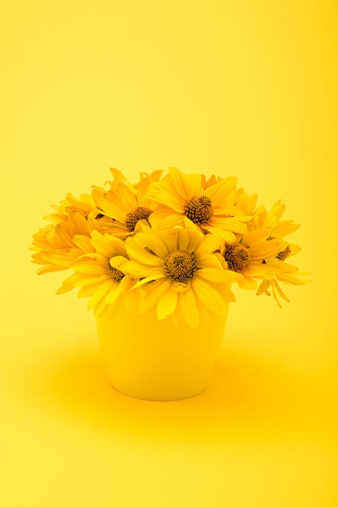 красиві жовті квіти
 - Фото, зображення