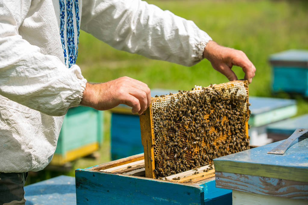 Apiculteur considérer les abeilles dans les rayons de miel avec une loupe
. - Photo, image