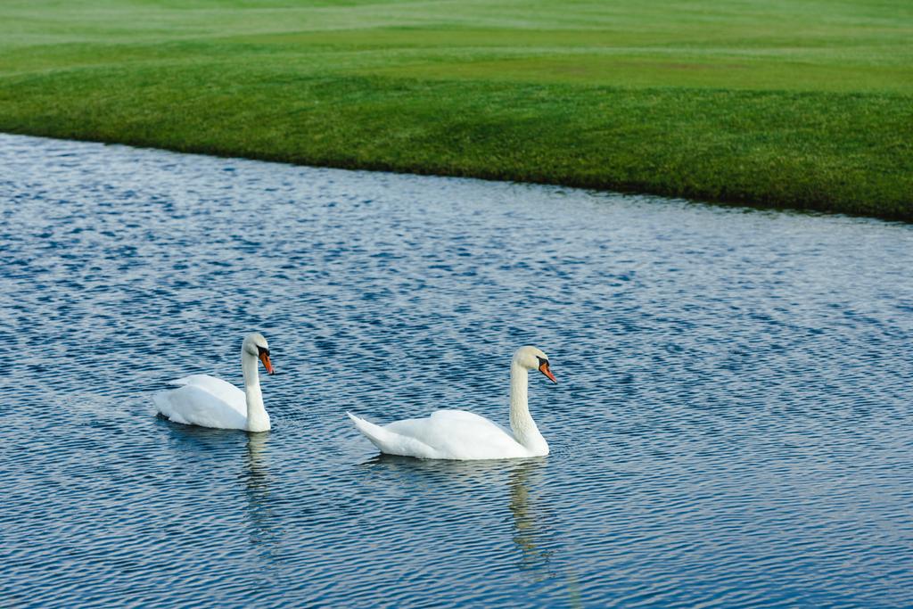 Cisnes nadando en estanque
  - Foto, imagen