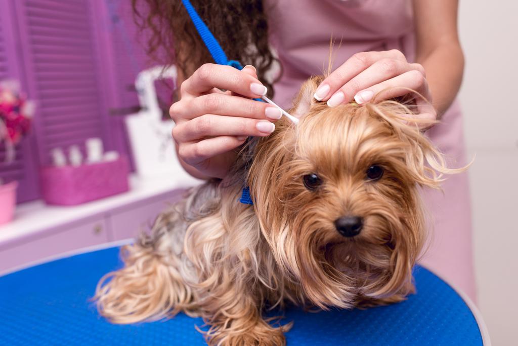 damat köpek kulak Temizleme - Fotoğraf, Görsel