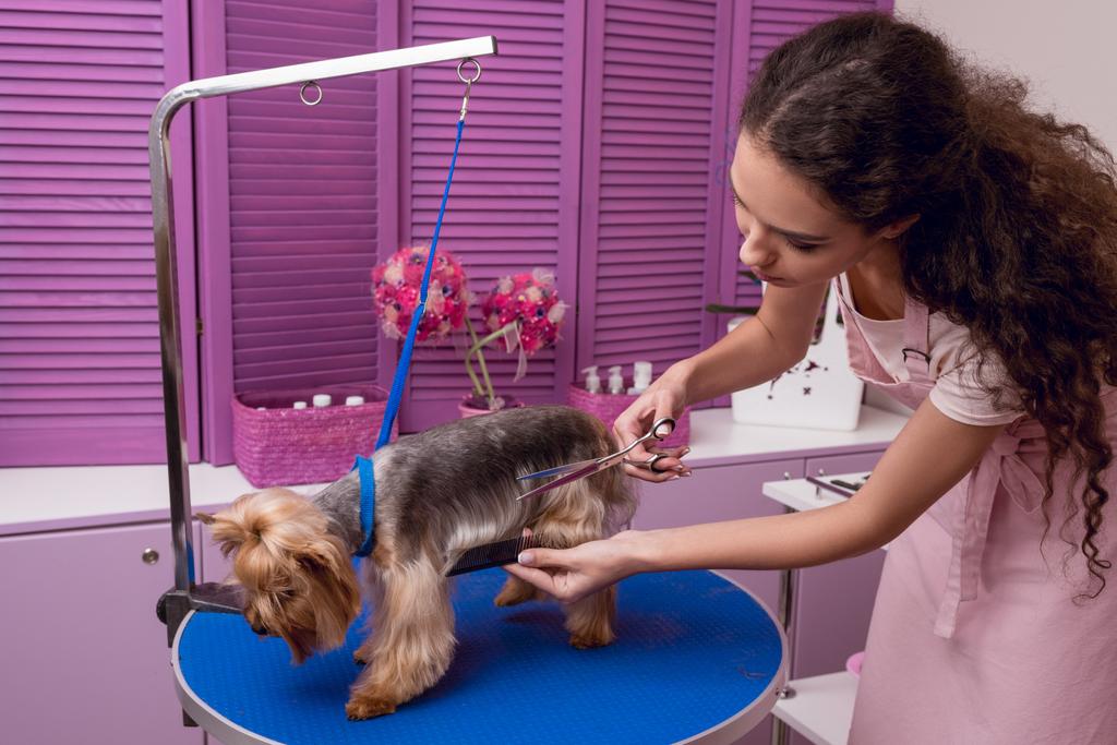 groomer grooming koira
 - Valokuva, kuva