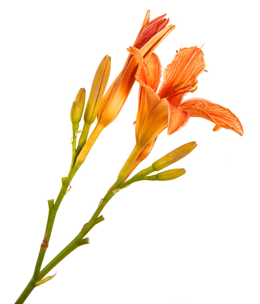 Blume einer orangefarbenen Taglilie auf weißem Hintergrund - Foto, Bild