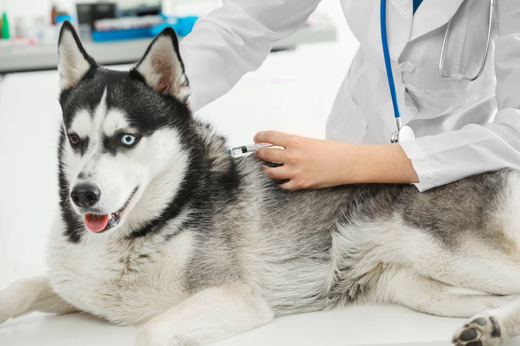 Veterinário vacinando cão husky
  - Foto, Imagem
