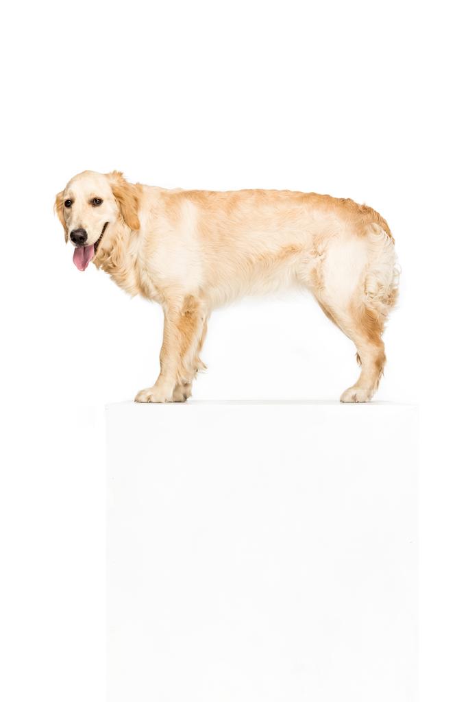 perro con vacío en blanco
 - Foto, imagen
