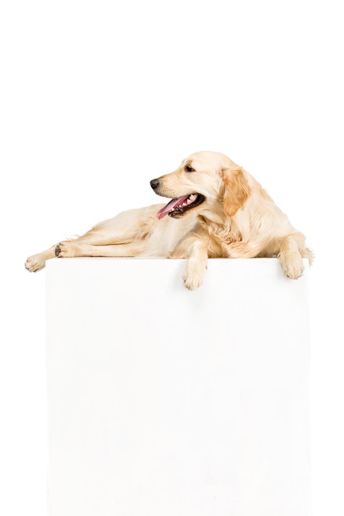 perro con vacío en blanco
 - Foto, imagen
